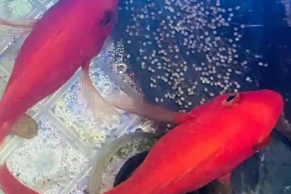红鹦鹉鱼产卵后能不能孵化,雄鱼无法为鱼卵授精