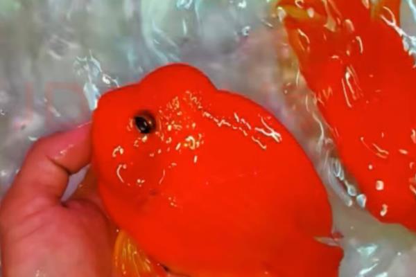 红鹦鹉鱼产卵后能不能孵化,雄鱼无法为鱼卵授精