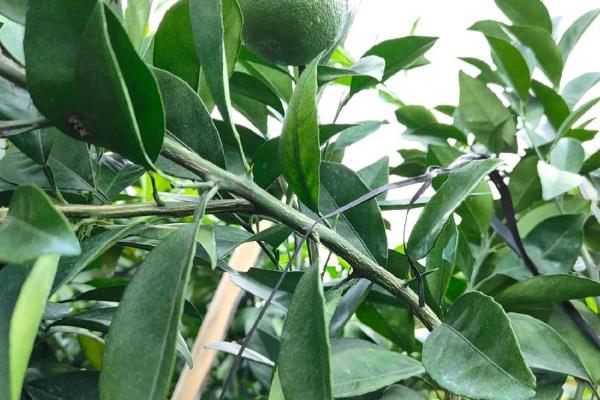 脐橙树为何长刺，树龄过小容易出现很多细刺