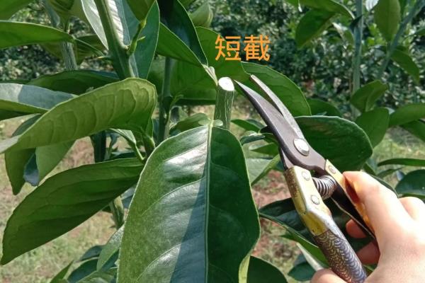 脐橙树为何长刺，树龄过小容易出现很多细刺