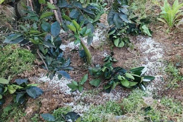 脐橙树为何长刺，树龄过小容易出现很多细刺