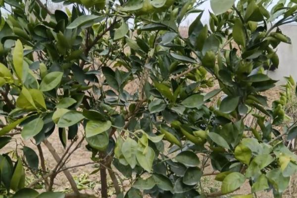 脐橙树为何长刺，树龄过小容易出现很多细刺