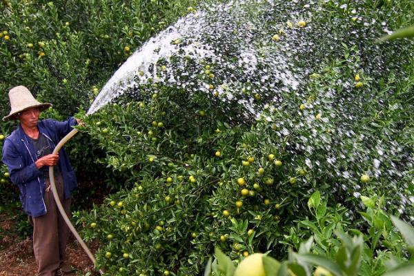 脐橙树为何长刺，树龄过小容易出现很多细刺