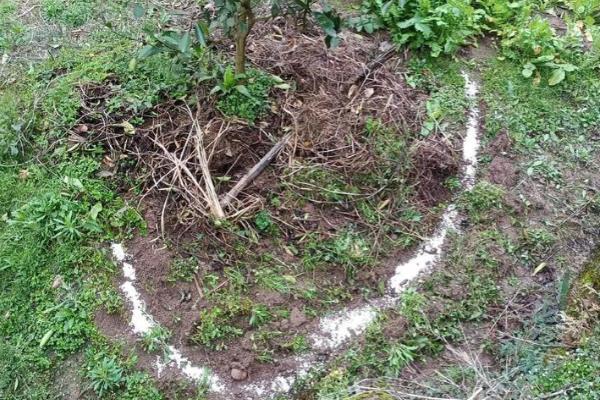 脐橙树为何长刺，树龄过小容易出现很多细刺