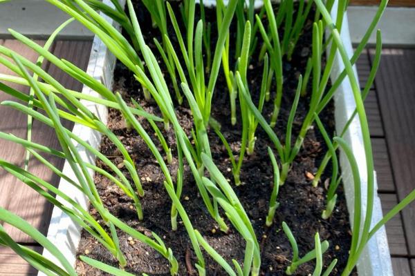 葱兰不开花如何处理,植株缺光要让它接受光照