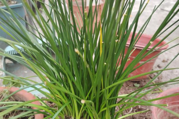 葱兰不开花如何处理,植株缺光要让它接受光照