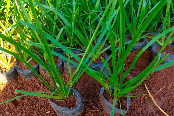 葱兰不开花如何处理,植株缺光要让它接受光照