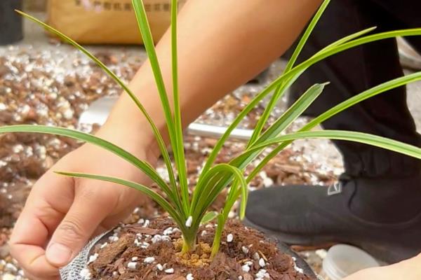 葱兰不开花如何处理,植株缺光要让它接受光照