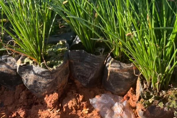 葱兰不开花如何处理,植株缺光要让它接受光照