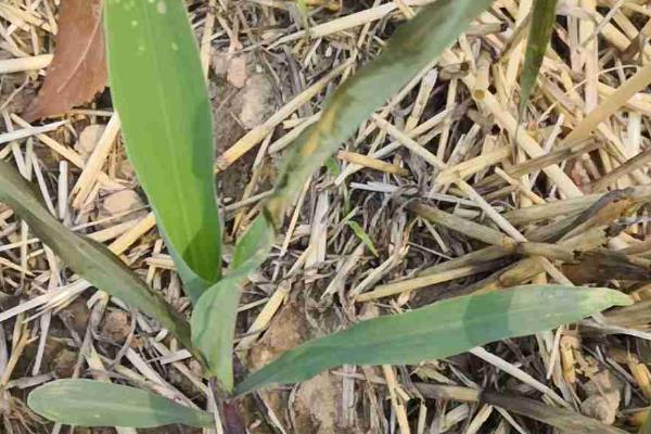 烟嘧磺隆对玉米产生药害怎么办，严重时可喷施赤霉素与尿素溶液