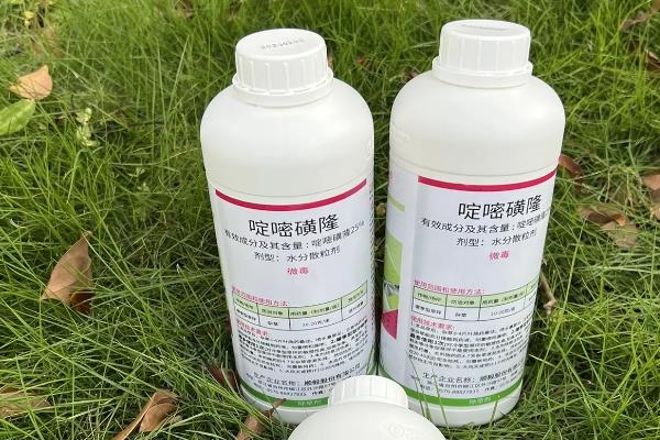 烟嘧磺隆对玉米产生药害怎么办，严重时可喷施赤霉素与尿素溶液