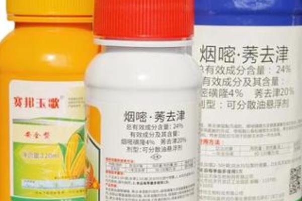 烟嘧磺隆对玉米产生药害怎么办，严重时可喷施赤霉素与尿素溶液