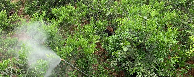 果树清园药剂怎么选择，清园药剂要渗透性强