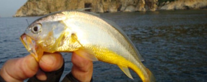 钓黄鱼用什么饵，黄鱼爱吃活饵