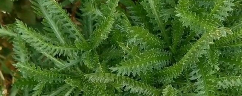 一根蜈蚣草繁殖多根的方式，选择在每年的5-6月份进行