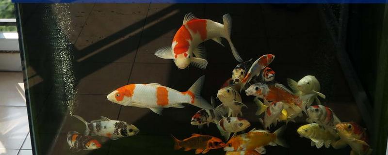 新买的锦鲤跳缸如何处理，对鱼缸加盖可以阻止它们跳出去