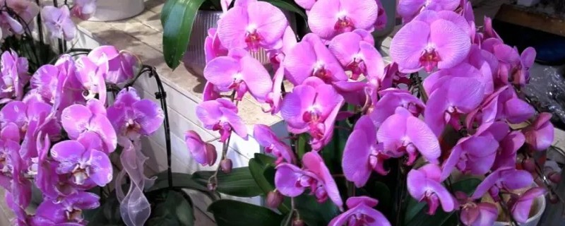 蝴蝶兰花骨朵干瘪脱落如何处理，要剪除枯黄发病的枝条并喷施多菌灵