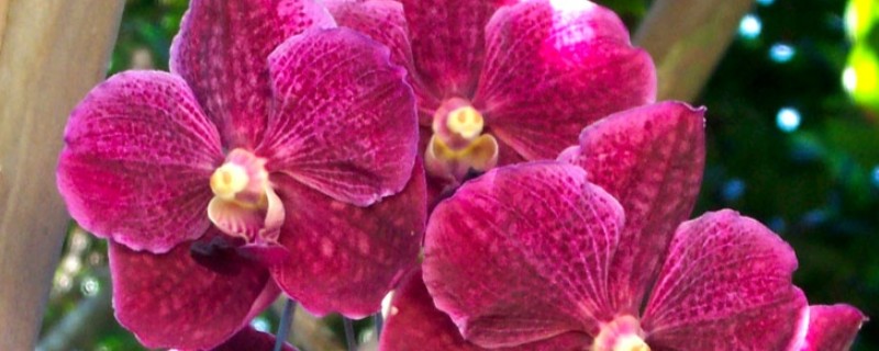 新加坡的国花是什么，是指万代兰