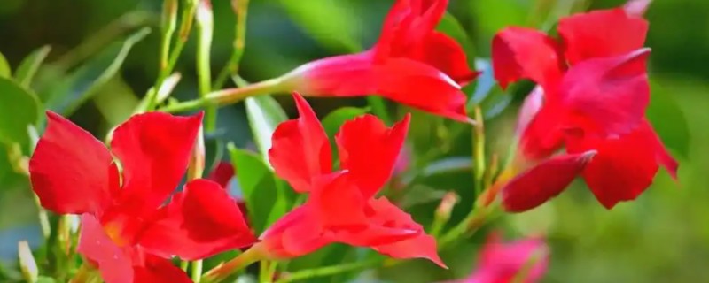 红蝉花与飘香藤有什么区别，其叶片和花朵均不同