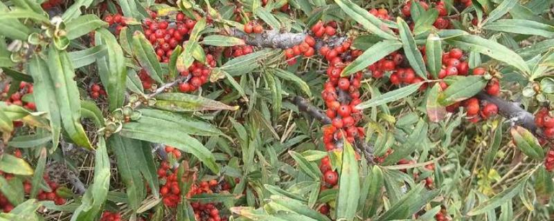 沙棘是哪种植物，是胡颓子科沙棘属植物