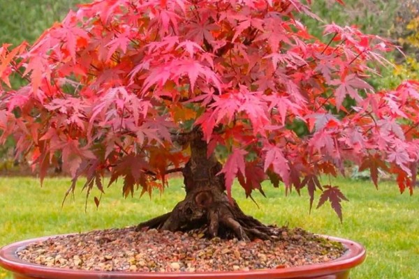 红枫怎么养殖，平时每隔4-5天浇一次水