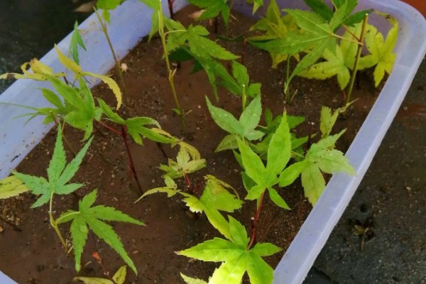 红枫怎么养殖，平时每隔4-5天浇一次水