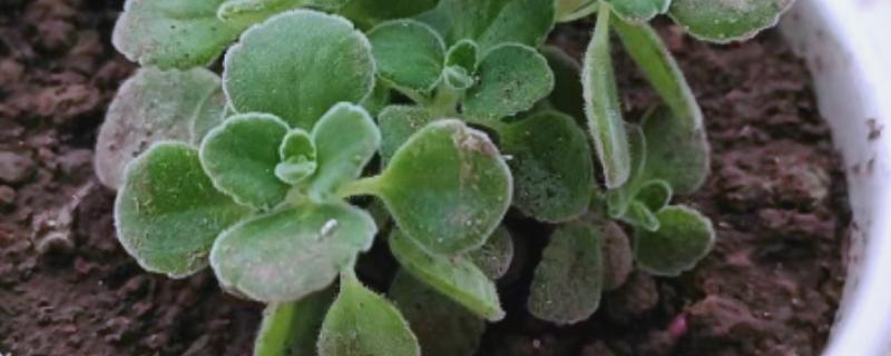 碰碰香叶片发黄的原因，可能是缺光缺肥、盆土板结等因素所致