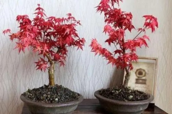 红枫怎么养殖，平时每隔4-5天浇一次水