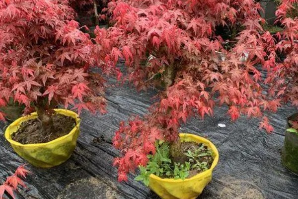 红枫怎么养殖，平时每隔4-5天浇一次水