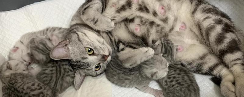 母猫流血以后多长时间生产，大概3-8个小时