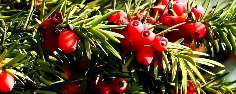 南方红豆杉开花结果的时间，一般是7-8年树龄