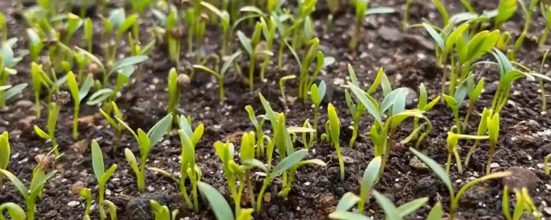 香菜的种植方法，在苗期可使用少许的氮肥