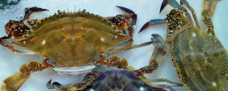 海里有什么螃蟹，包括梭子蟹、青蟹、蛙蟹等品种