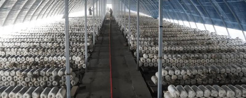 怎么种植平菇，空气湿度要达到80%以上