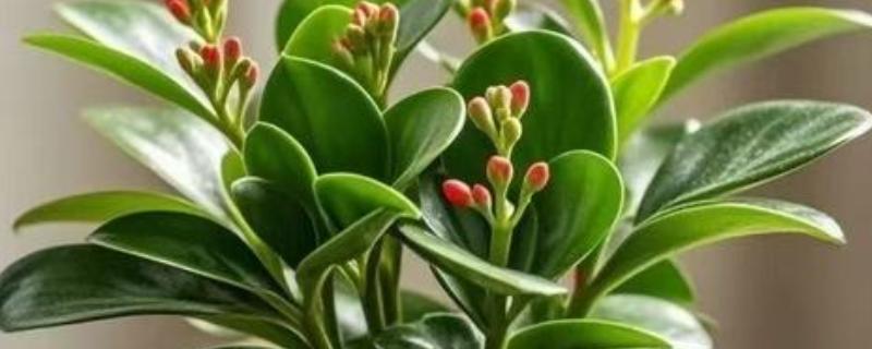 碧玉花叶片卷曲的原因，可能是光照不当所致