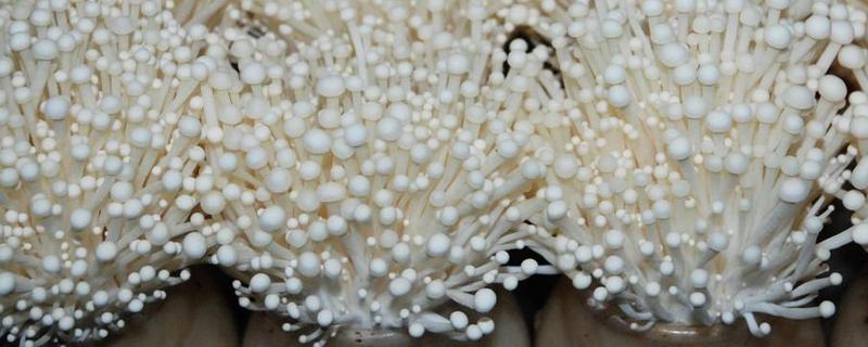 金针菇的产地，主要分布于中国、日本、俄罗斯等地