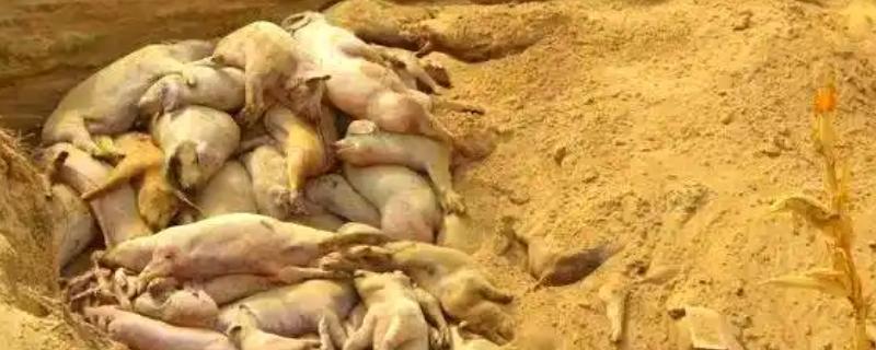 病死动物的无害化处理方法，可以用掩埋法、焚烧法等