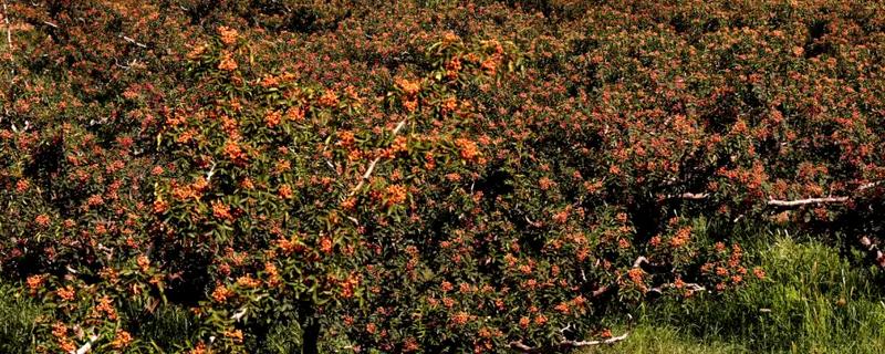 花椒怎么种植，行距保持在1米左右