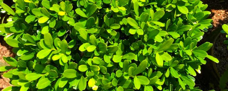 黄杨叶子发黄干枯的原因，可能是病害侵袭所致