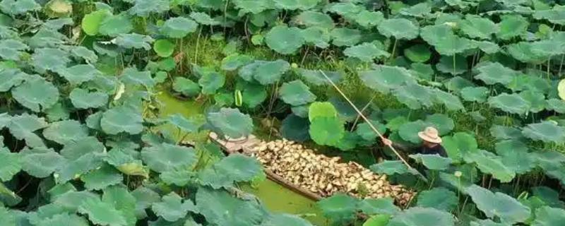 为什么莲藕会变黑，因为莲藕中含有酚类物质