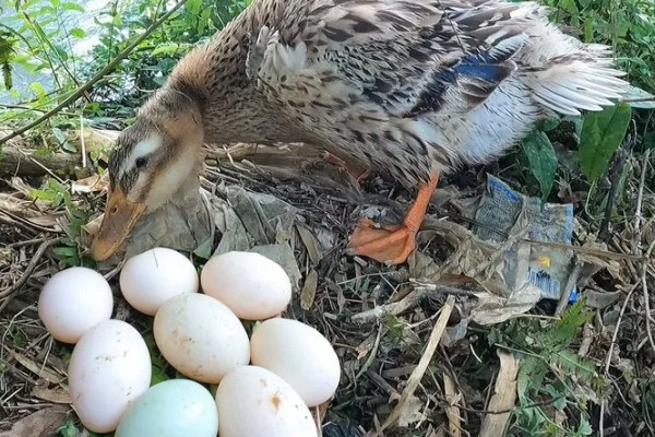 野鸭一次生多少个蛋，每窝产蛋量为10枚左右