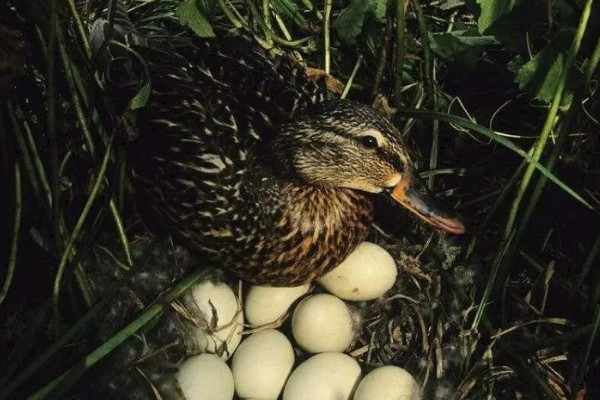 野鸭一次生多少个蛋，每窝产蛋量为10枚左右