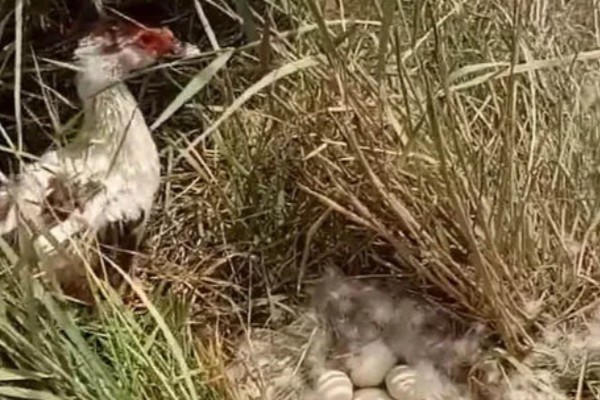 野鸭一次生多少个蛋，每窝产蛋量为10枚左右