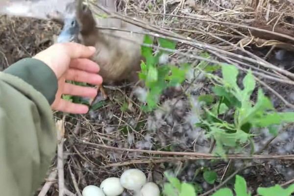 野鸭一次生多少个蛋，每窝产蛋量为10枚左右