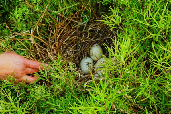 野鸭一次生多少个蛋，每窝产蛋量为10枚左右