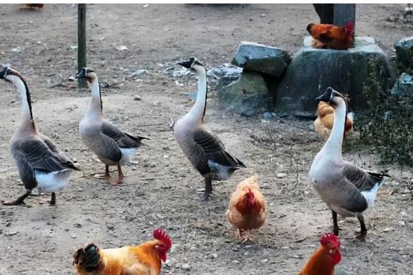 黄鼠狼偷鸡怎么处理，可以把鸡群和鹅群混合饲养