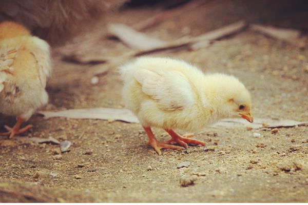 黄鼠狼偷鸡怎么处理，可以把鸡群和鹅群混合饲养