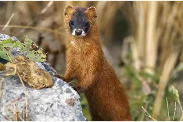 黄鼠狼偷鸡怎么处理，可以把鸡群和鹅群混合饲养
