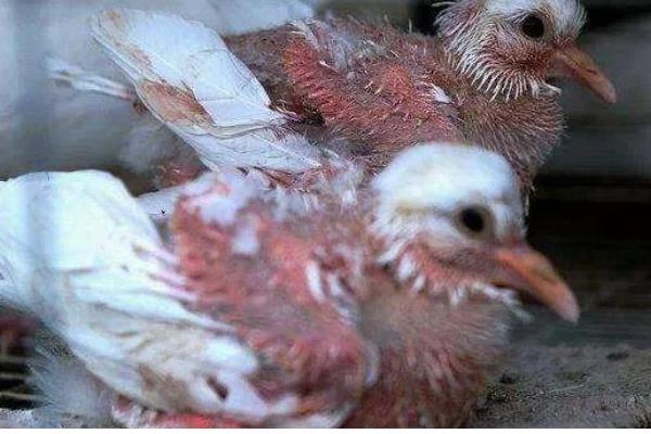 幼鸽区分公母的方法，公鸟体型大头顶宽阔、母鸟身体紧凑头部细长