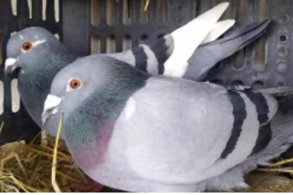 幼鸽区分公母的方法，公鸟体型大头顶宽阔、母鸟身体紧凑头部细长